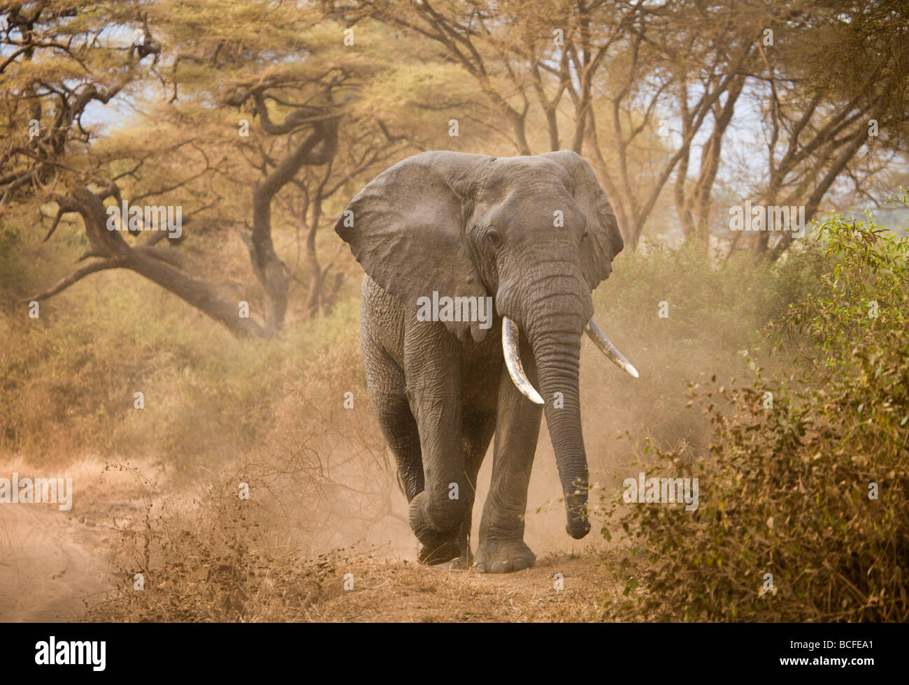 Loxodonta africana (éléphant), Lake Manyara National Park, Tanzania Banque D'Images