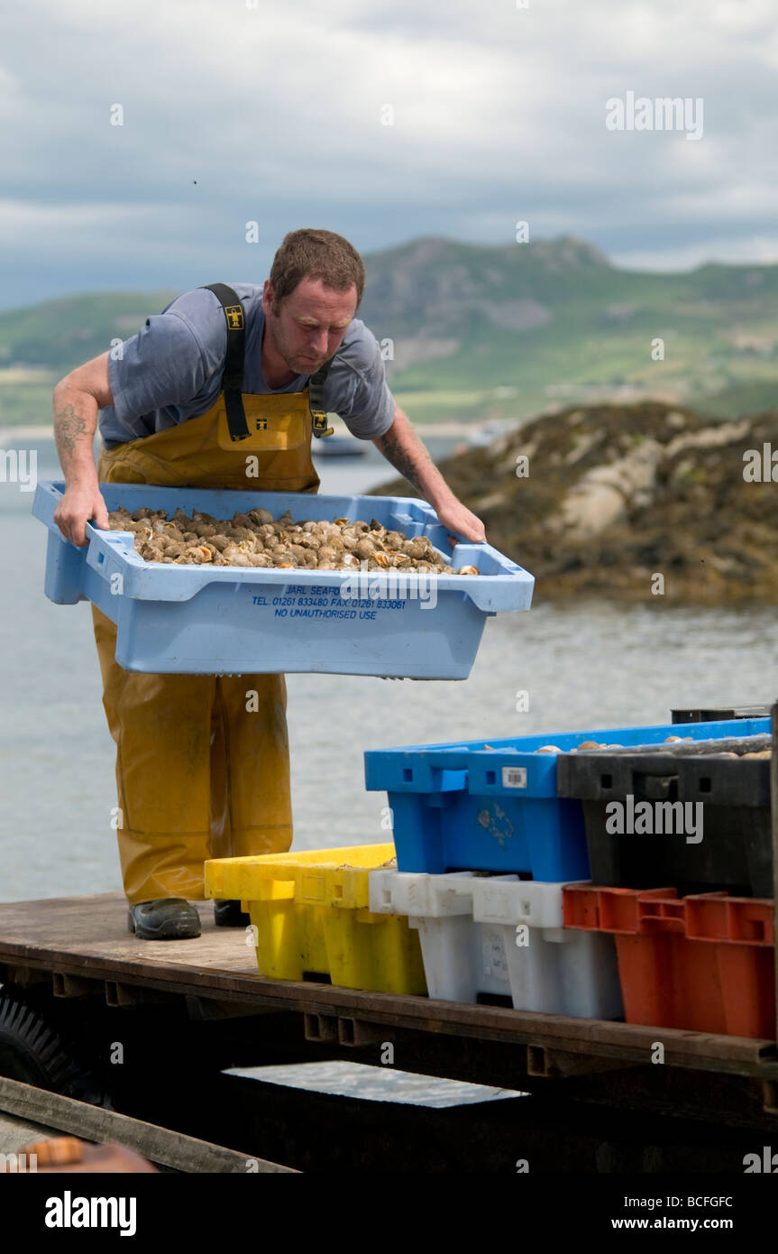 Les pêcheurs côtiers locaux welsh un débarquement de captures de bulots les coquillages en Péninsule Lleyn Porth Dinllaen North Wales UK Banque D'Images