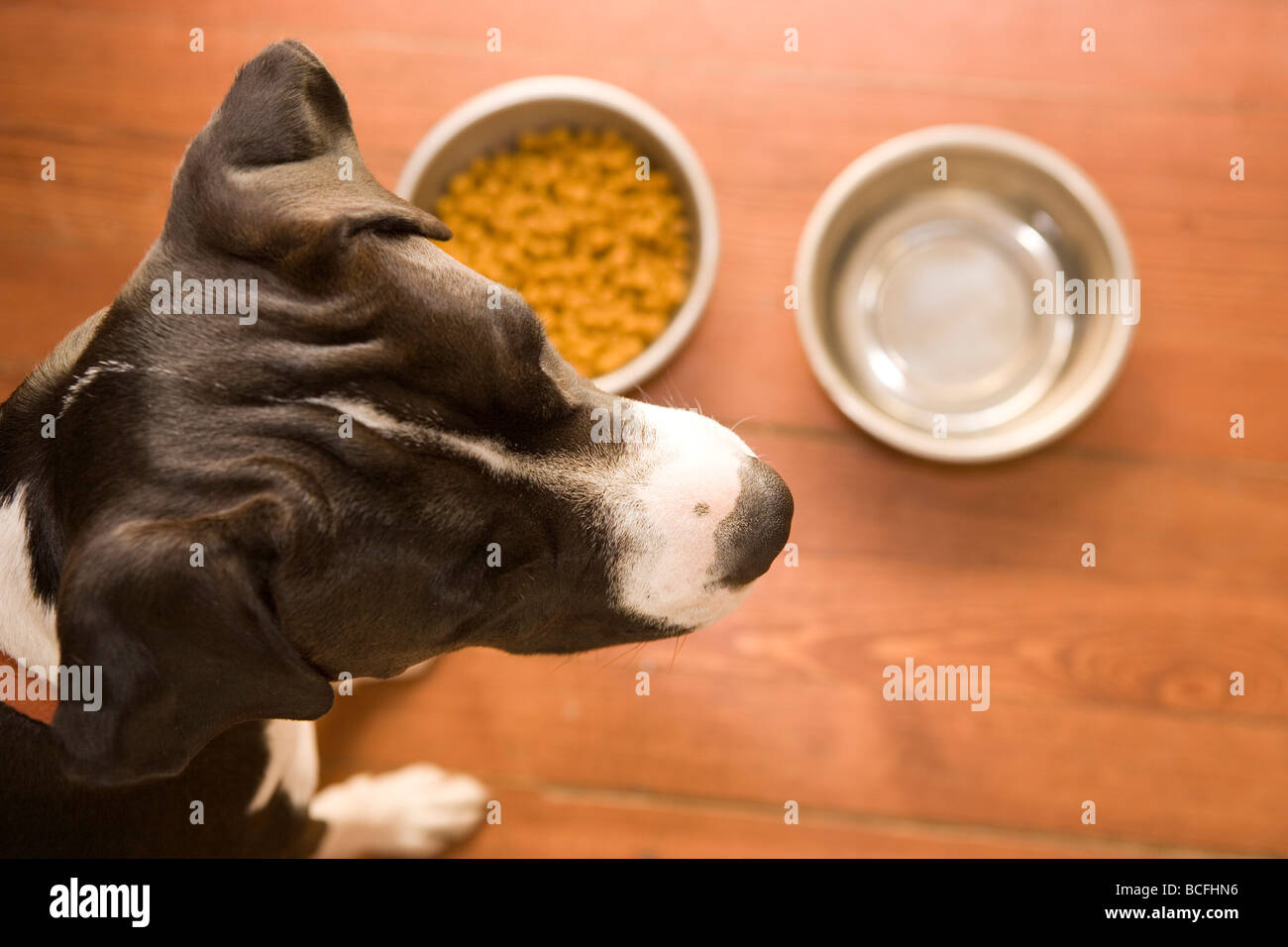 Gros plan d'une tête de chien à l'écart de ses mets, et ne s'intéressent pas à ce qui est offert Banque D'Images