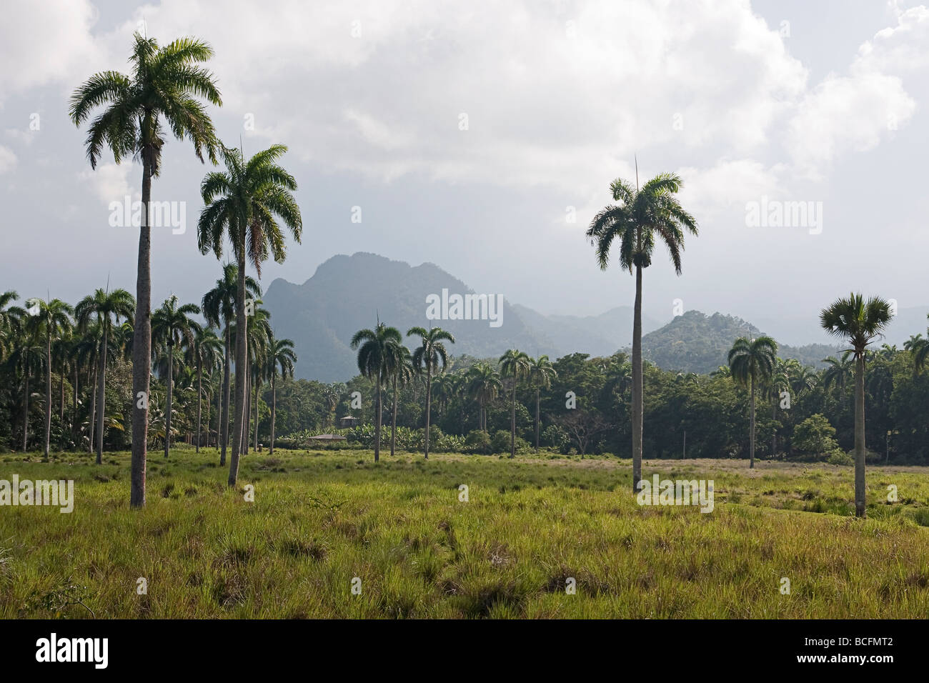 Valley à l'ouest de Baracoa Banque D'Images Valley à l'ouest de Baracoa Banque D'Images