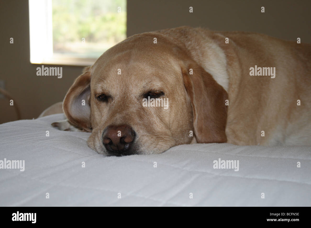 Close-up of Yellow Labrador Retriever dormant sur lit. Banque D'Images