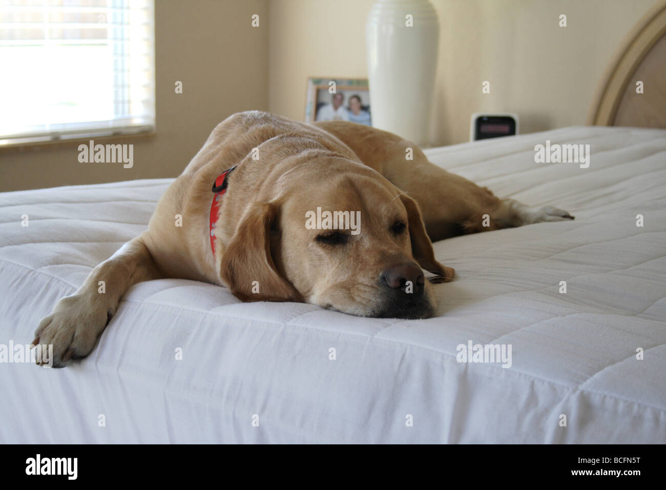 Labrador Retriever jaune dormir sur lit. Banque D'Images