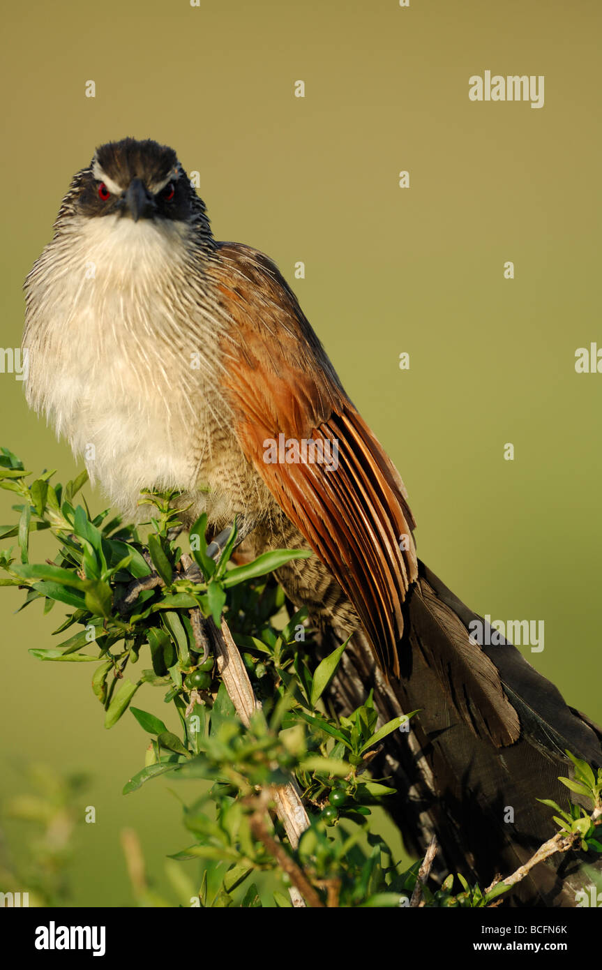 Stock photo libre de Coucal du Sénégal, le Parc National du Serengeti, Tanzanie, février 2009. Banque D'Images