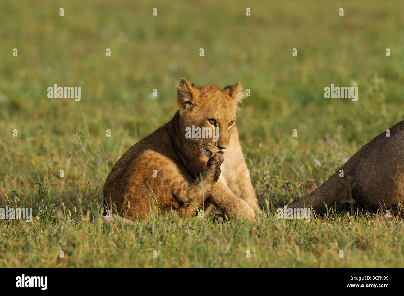 Stock photo d'un lion assis sur les plaines à herbes courtes du Serengeti, lécher sa patte arrière. Banque D'Images