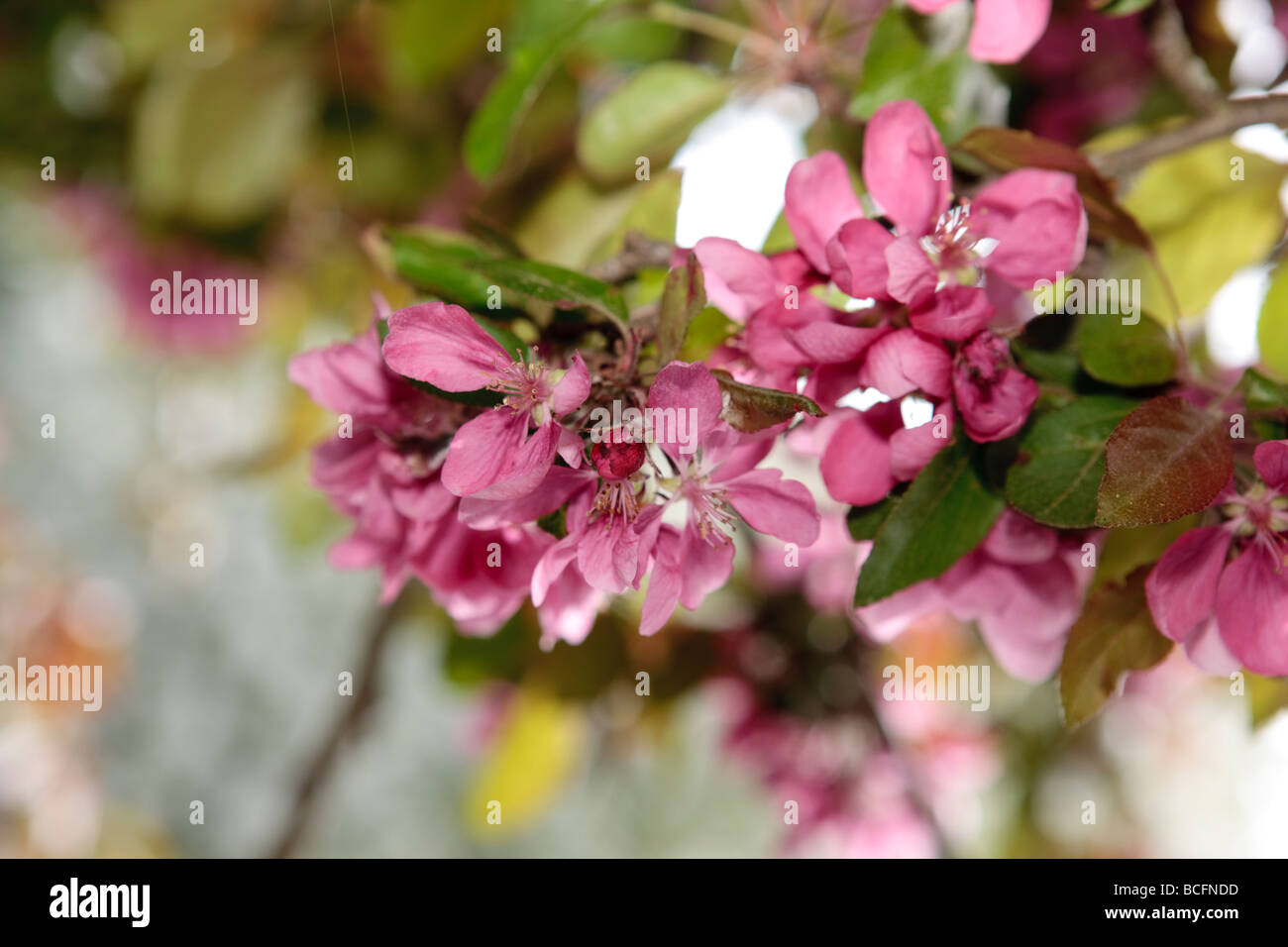 Altajapel, pommier sauvage (Malus sieversii) Banque D'Images