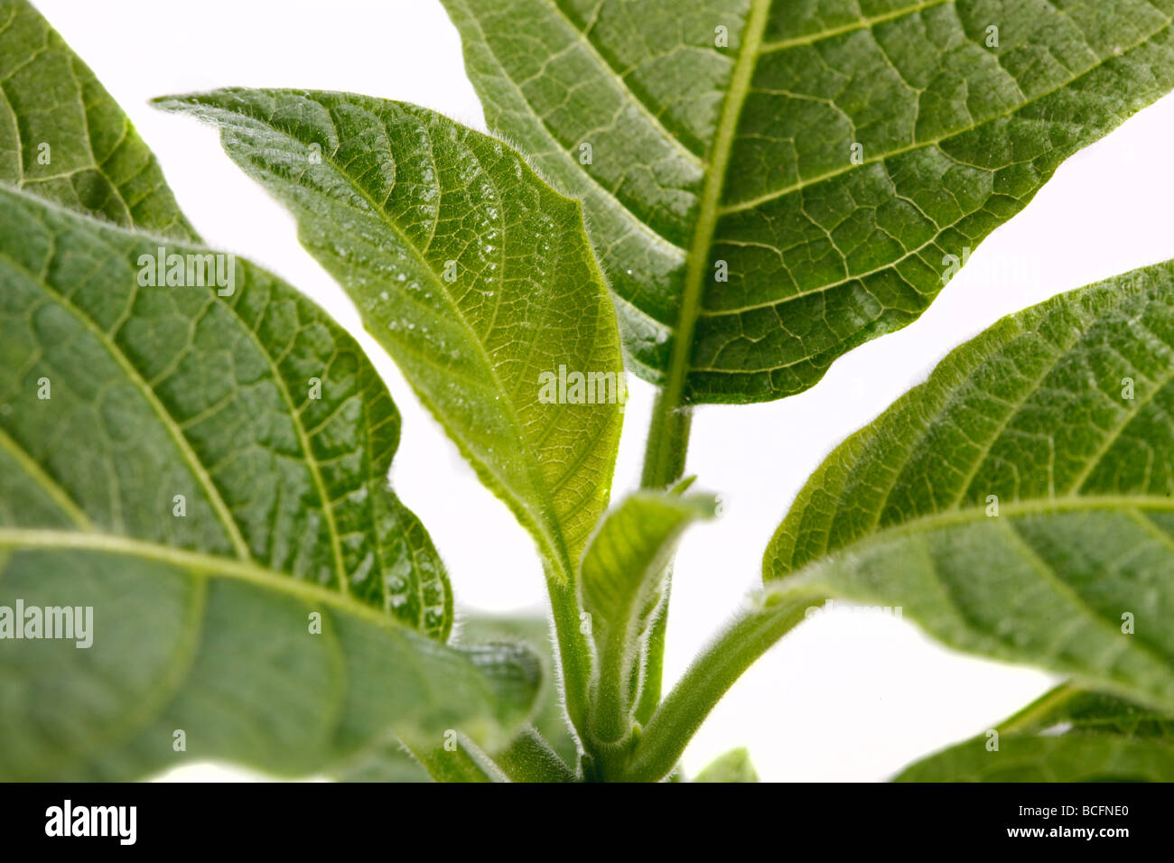 Trompette des anges, Rodnande änglatrumpet (Brugmansia versicolor) Banque D'Images