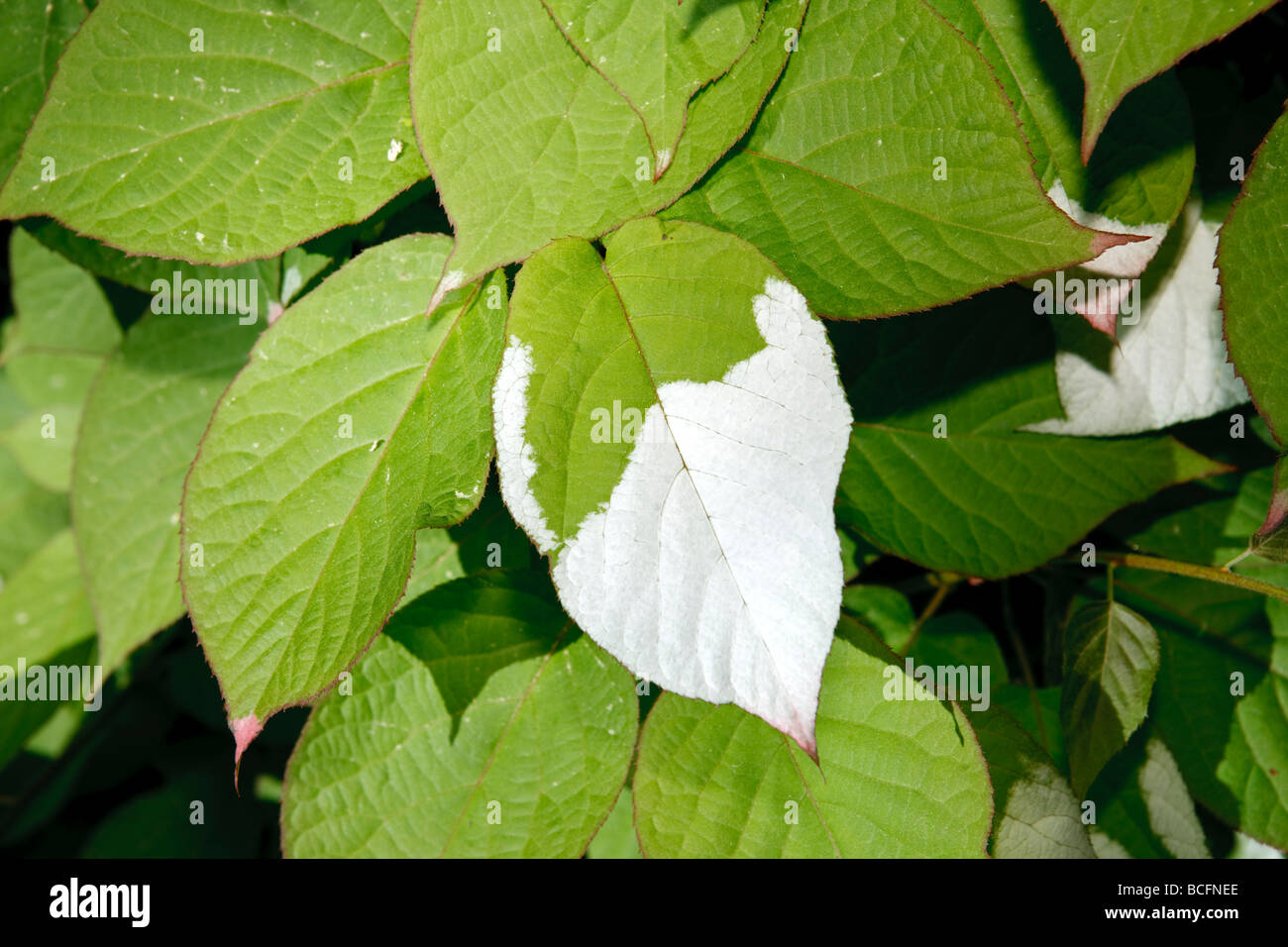 À feuilles panachées hardy, kiwi (Actinidia kolomikta) Kameleontbuske Banque D'Images