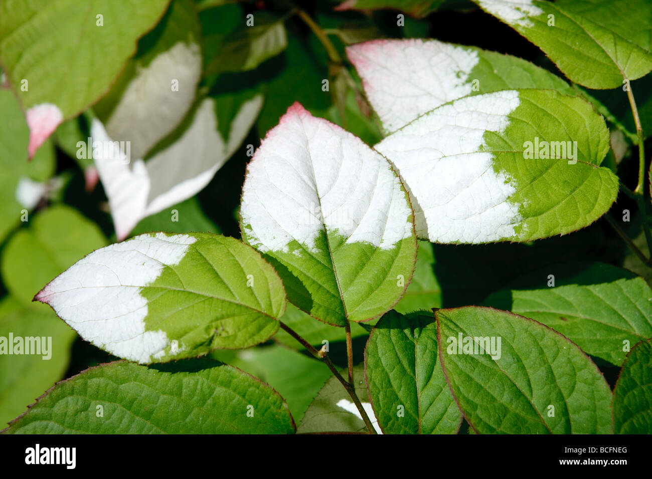 À feuilles panachées hardy, kiwi (Actinidia kolomikta) Kameleontbuske Banque D'Images