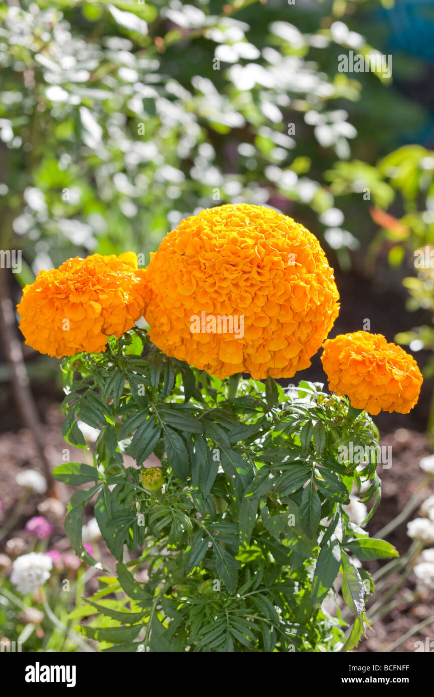 Oeillet d'Inde (Tagetes patula) Banque D'Images