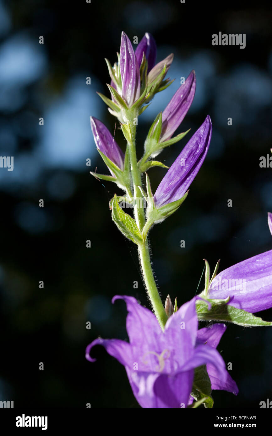 Giant Bellflower, Campanula latifolia (Hässleklocka) Banque D'Images