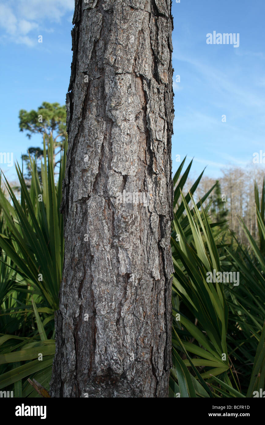 Close-up de l'écorce de pin des marais, en Floride. (Pinus palustris ) Banque D'Images