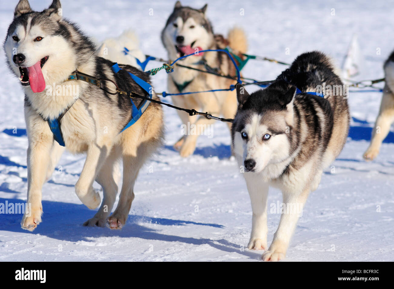 Détails d'une équipe de chiens de traîneau Malamute en pleine action en direction de l'appareil photo Banque D'Images