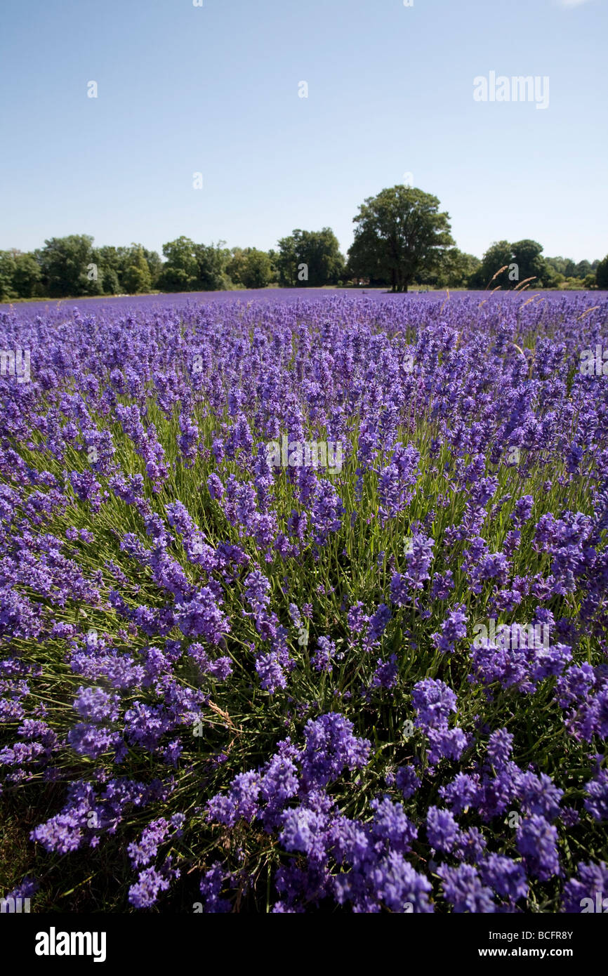 Mayfield Lavender Farm, and Banstead, Surrey, England, UK Banque D'Images