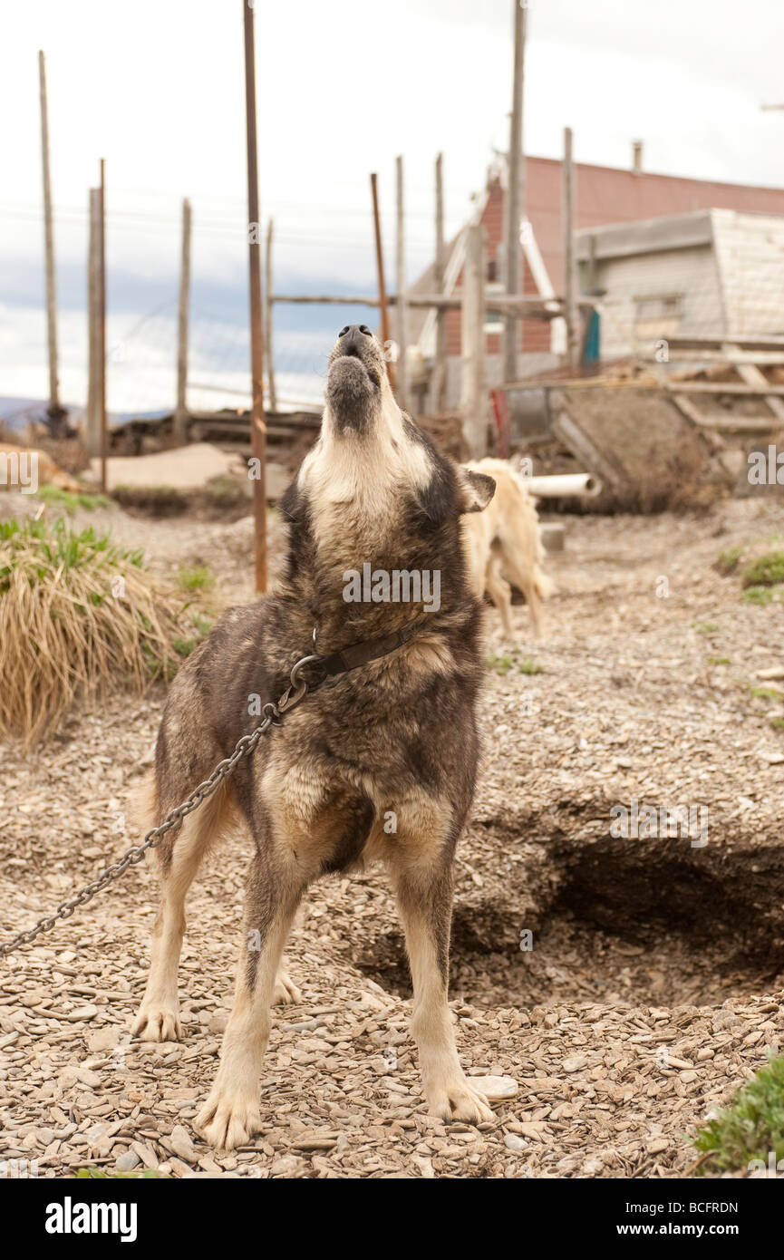 Un chien de traîneau HURLE UNE CHANSON DANS LE CHENIL TELLER ALASKA Banque D'Images