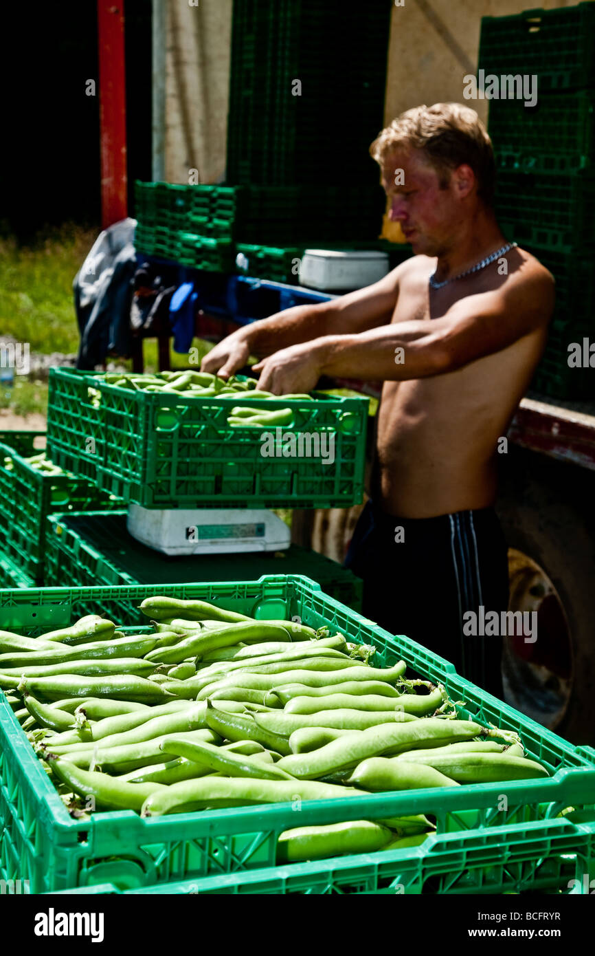 L'emballage et de pesée féveroles dans le domaine prêt pour le supermarché Banque D'Images