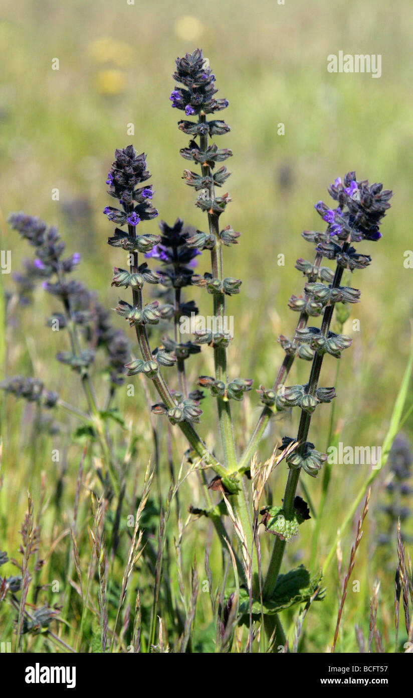 Palourdes Sauvages Ou Sage Sauvage, Salvia Verbenaca, Lamiaceae. ROYAUME-UNI Banque D'Images