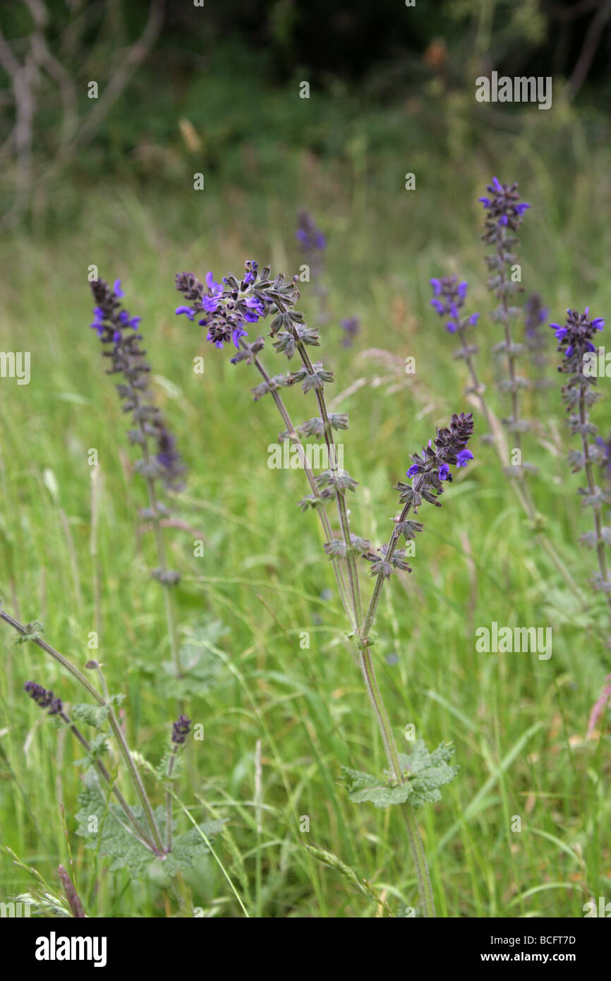 Palourdes Sauvages Ou Sage Sauvage, Salvia Verbenaca, Lamiaceae. ROYAUME-UNI Banque D'Images
