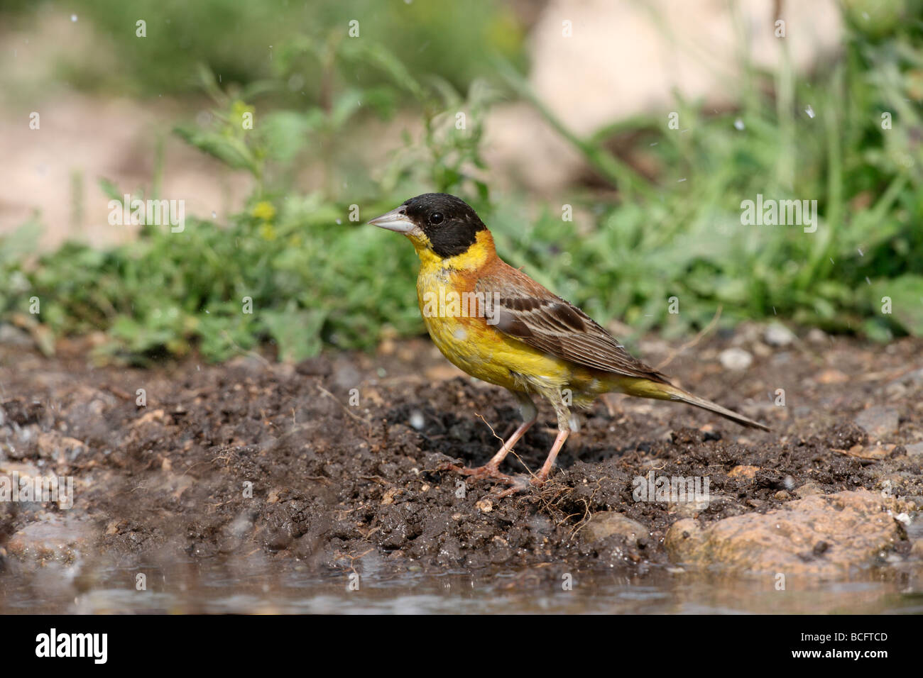 Emberiza melanocephala à tête noire homme Bulgarie Juin 2009 Banque D'Images