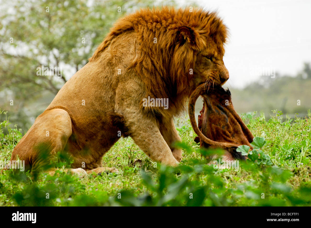 L'Afrique de l'homme lion Panthera leo manger une carcasse chasse Banque D'Images