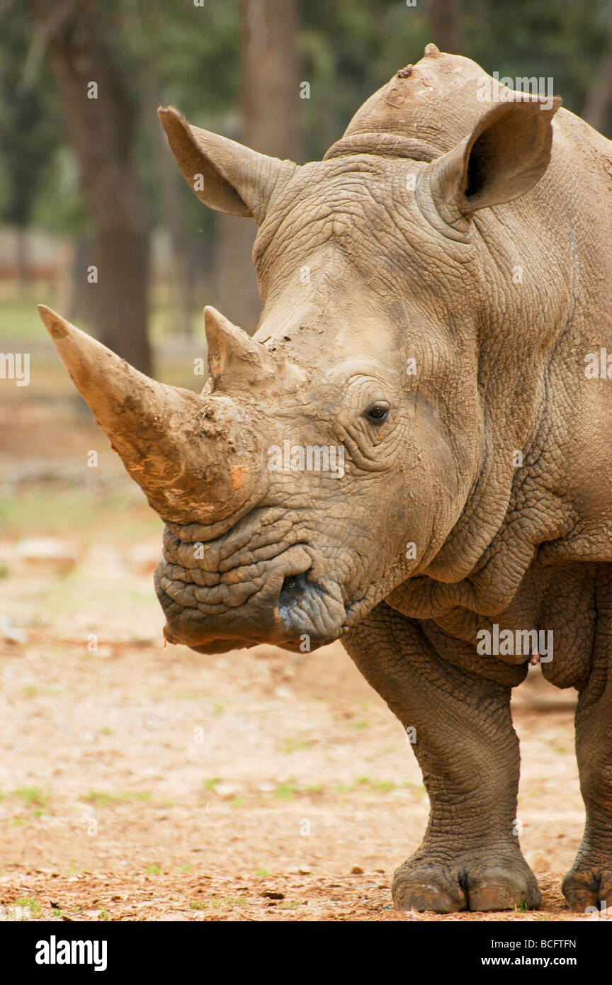 Close up d'un rhinocéros blanc du sud (Ceratotherium simum Banque D'Images