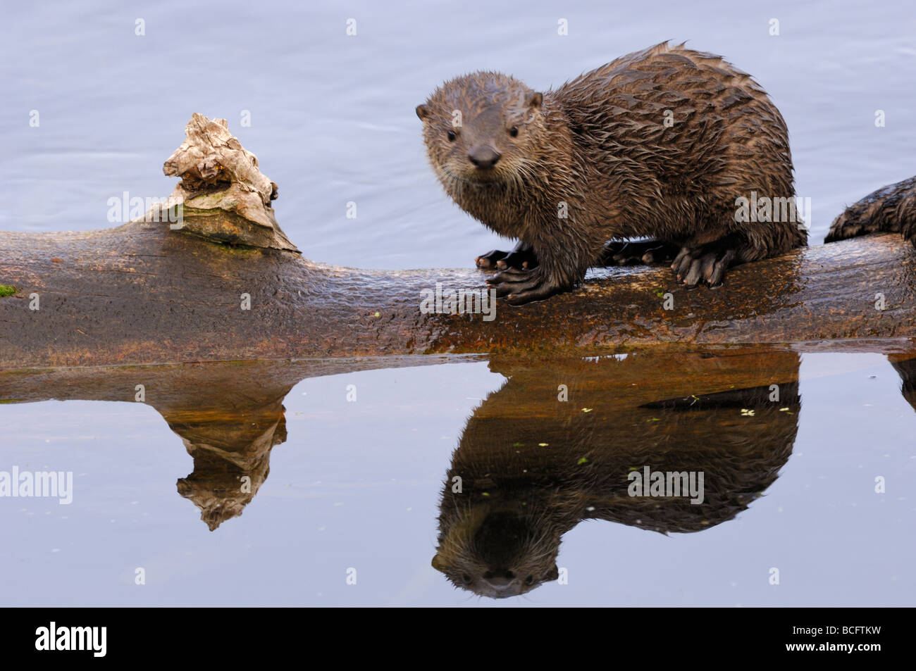 Stock photo d'une loutre de rivière pup assis sur un journal, le Parc National de Yellowstone, 2009. Banque D'Images