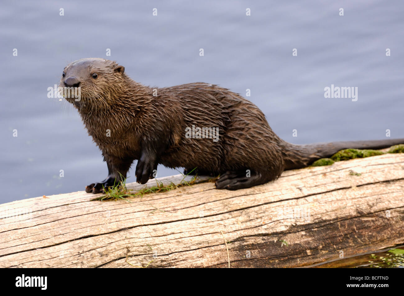 Stock photo d'une loutre de rivière pup assis sur un journal, le Parc National de Yellowstone, 2009. Banque D'Images