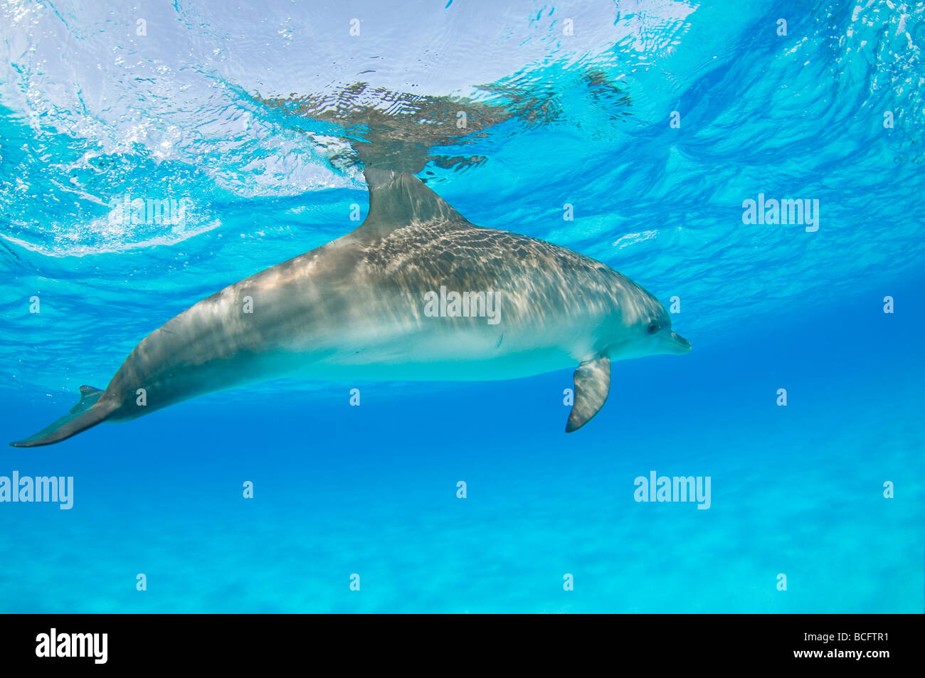 Sous-marin dauphin tacheté Stenella frontalis Caraïbes Banque D'Images