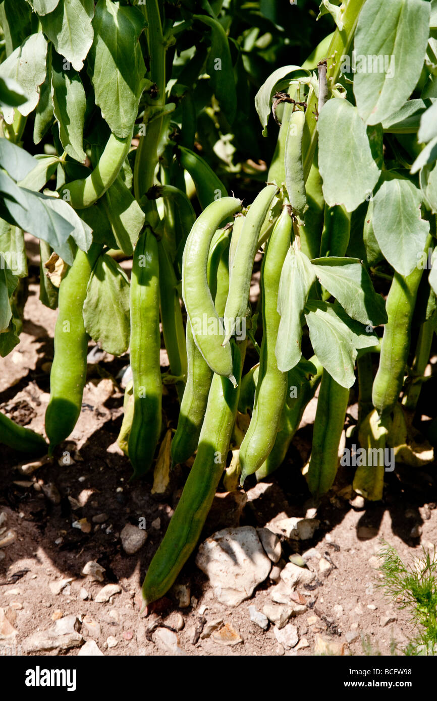 Broadbean croissant dans les domaines de l'Hampshire Banque D'Images