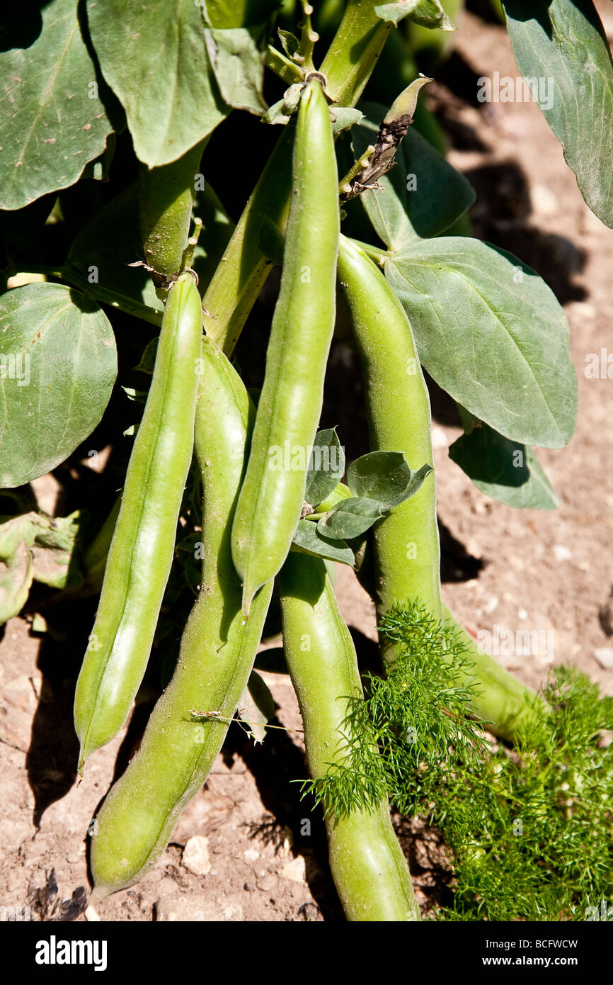 Les féveroles à croître sur les plantes Banque D'Images