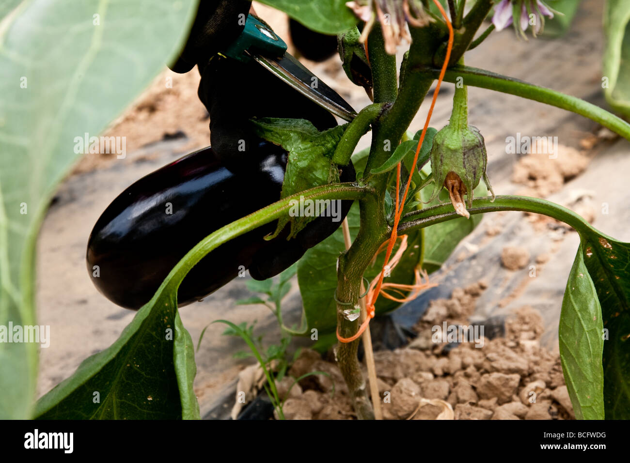 Les plantes croissant dans polytunnels Aubergine Banque D'Images