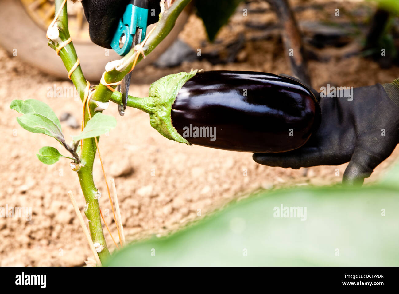Les plantes croissant dans polytunnels Aubergine Banque D'Images