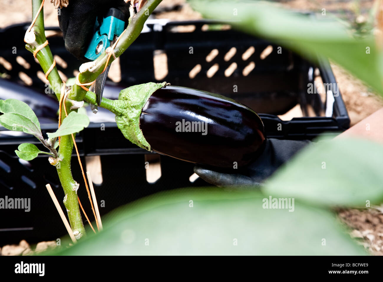 Les plantes croissant dans polytunnels Aubergine Banque D'Images