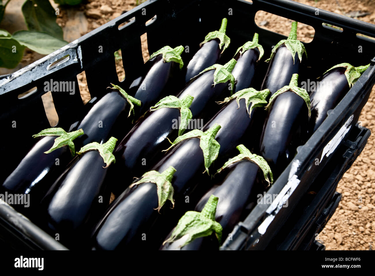 Aubergine en paniers prêts pour l'expédition après avoir été récoltés dans la région de Hampshire polytunnels Banque D'Images