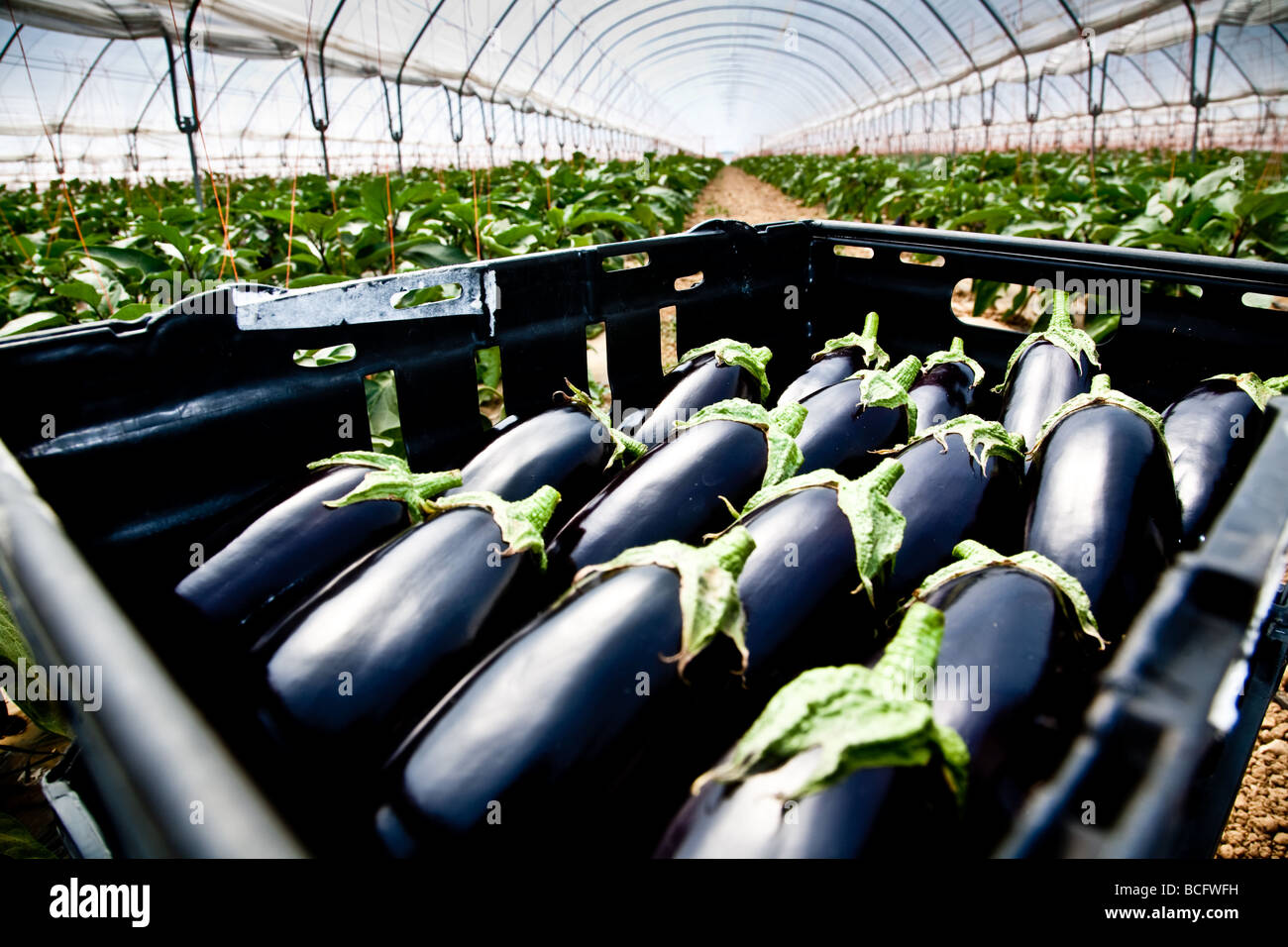 Aubergine en paniers prêts pour l'expédition après avoir été récoltés dans la région de Hampshire polytunnels Banque D'Images