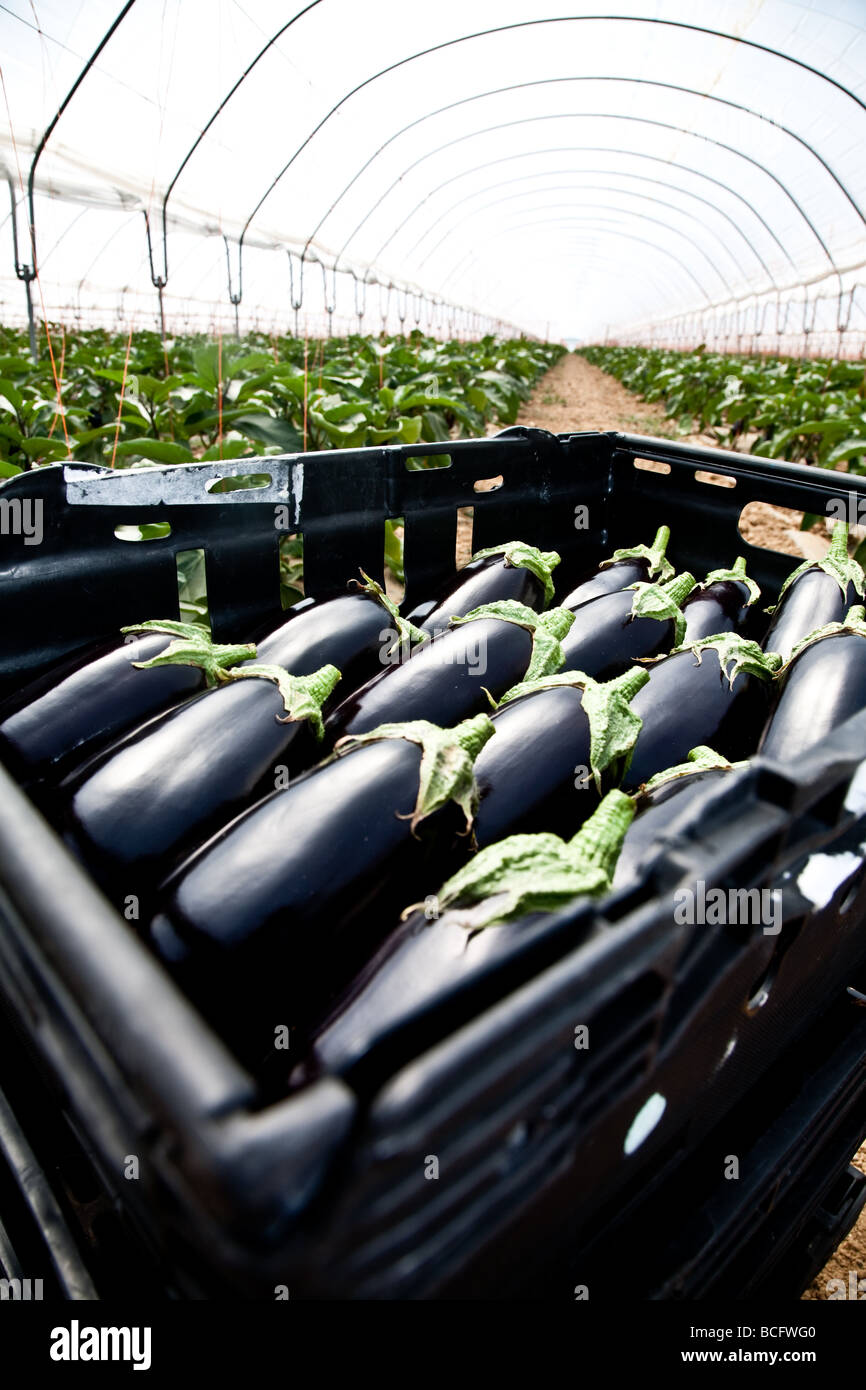 Aubergine en paniers prêts pour l'expédition après avoir été récoltés dans la région de Hampshire polytunnels Banque D'Images