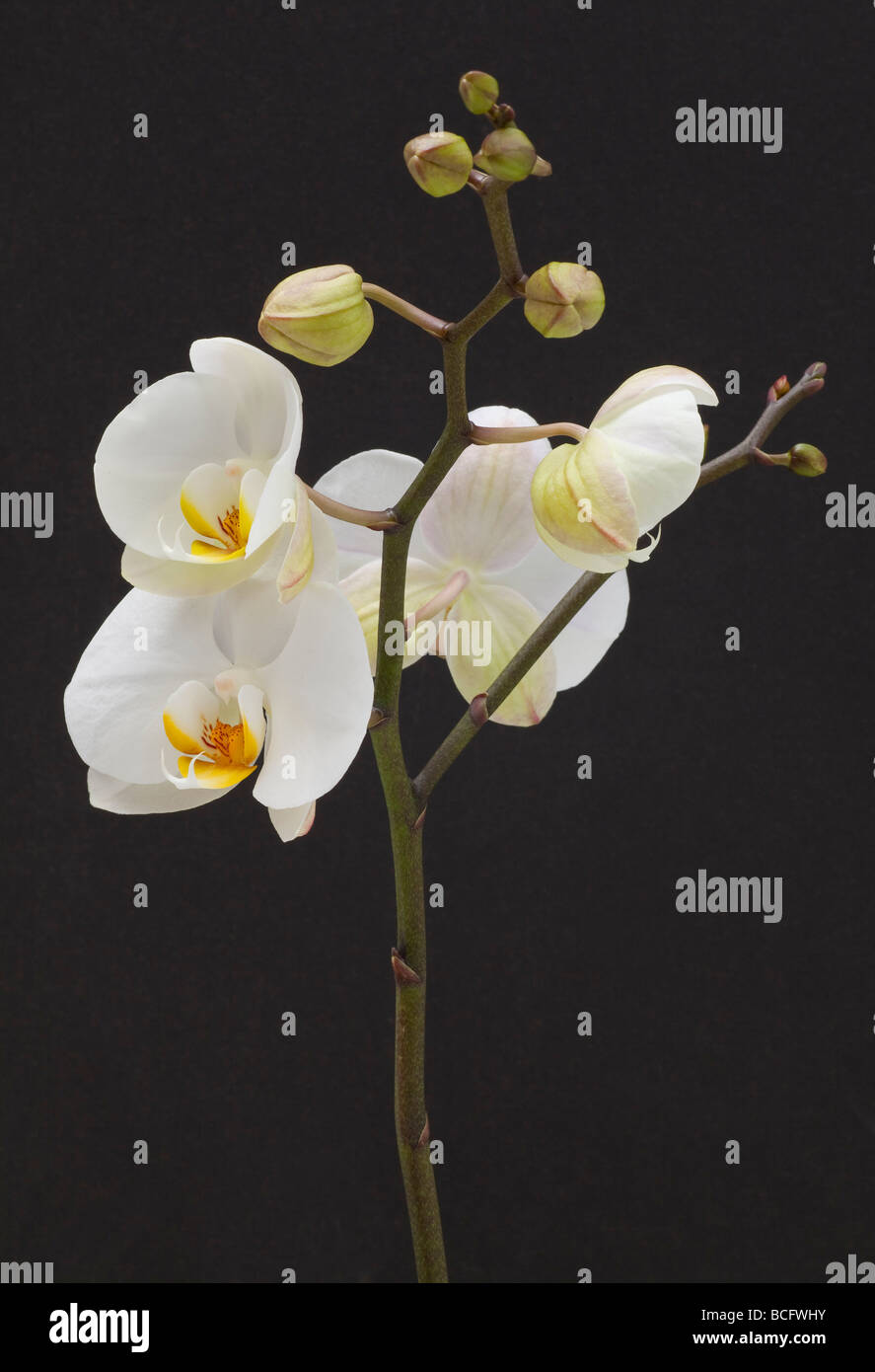 Phalaenopsis blanche fleur orchidée hybride Banque D'Images