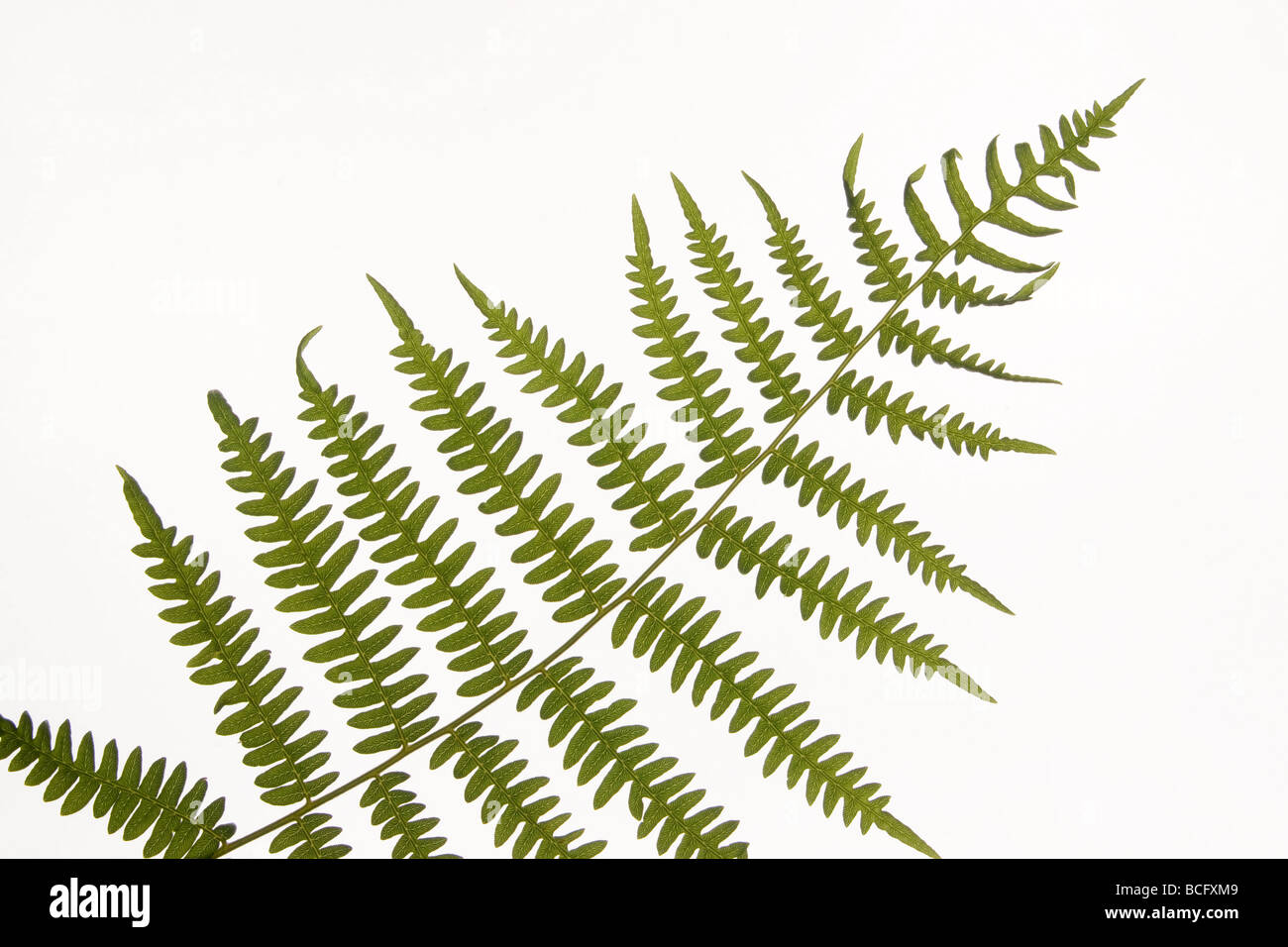 'Lady fern frond' sur fond blanc Banque D'Images