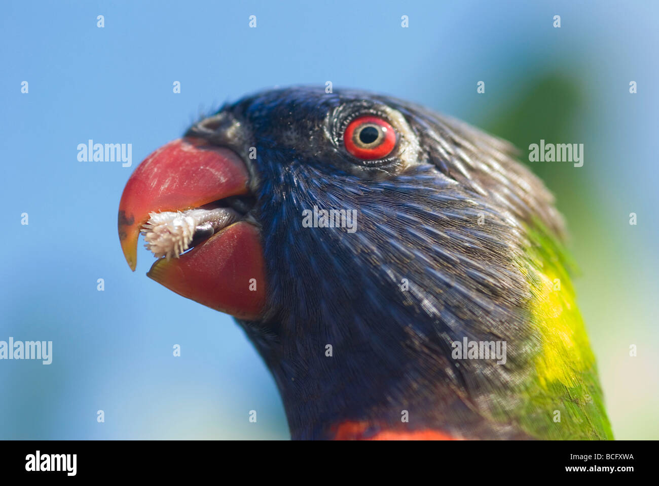 Oiseau perroquet mangeant tirant la langue Banque D'Images