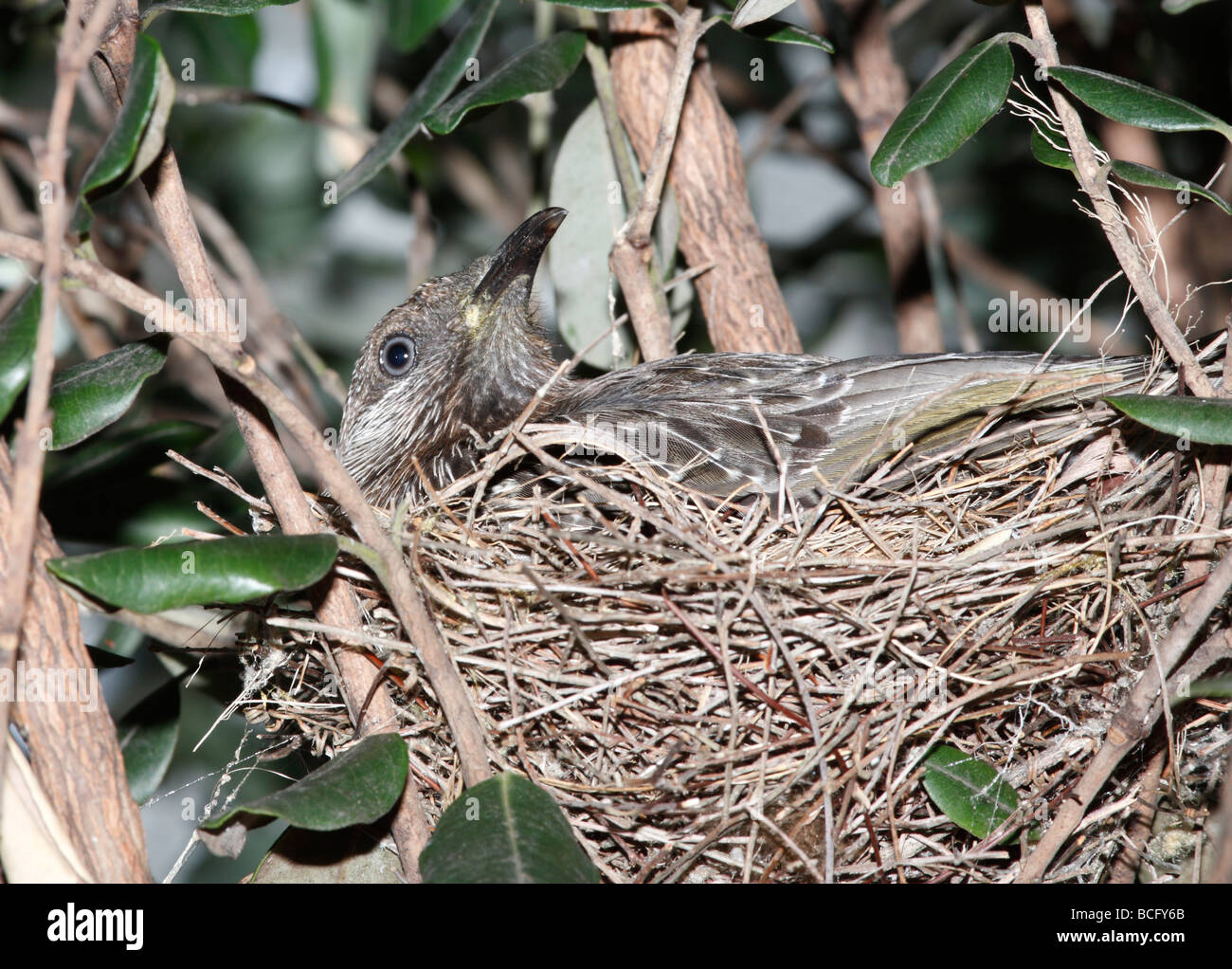 Anthochaera chrysoptera Little wattlebird,, assis sur le nid Banque D'Images