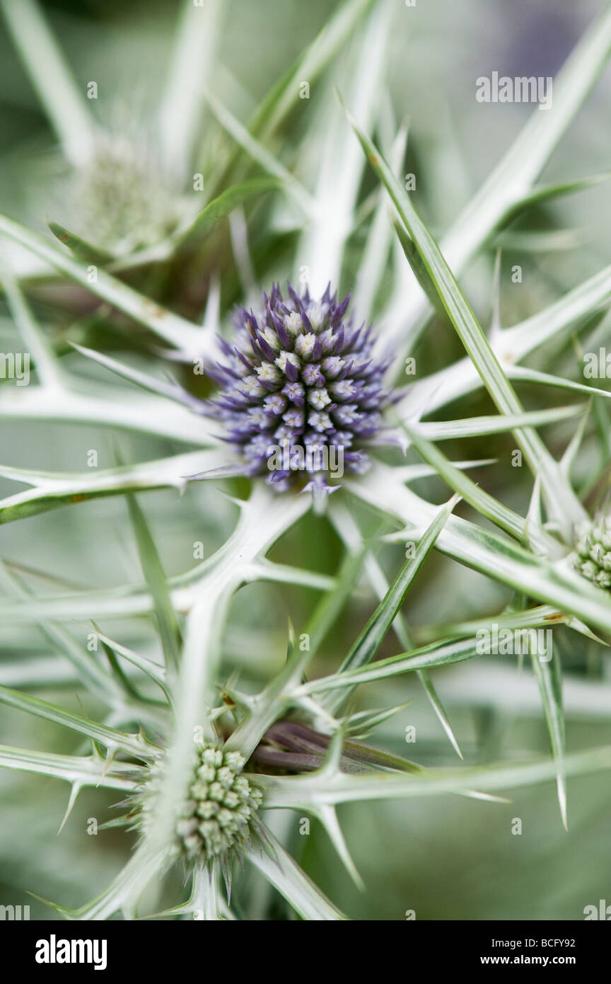 Eryngium variifolium. Eryngo. Feuilles de houx mer variable. Holly mer marocain Banque D'Images