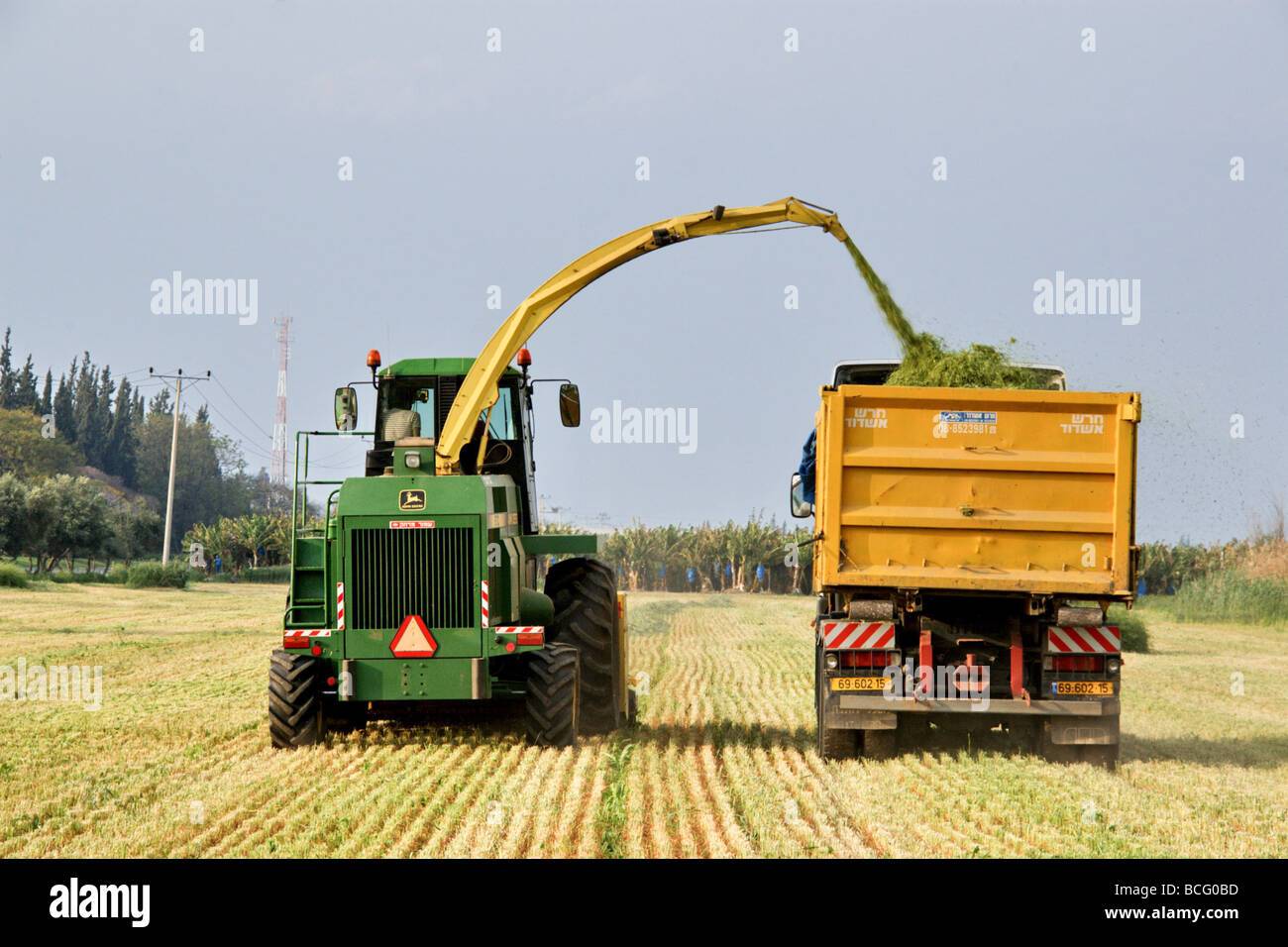 Israël Kibboutz Ashdot Yaacov Jordan Valley récolte du blé pour l'ensilage Banque D'Images