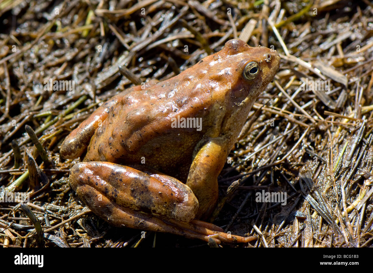 Close-up of a common European adultes grenouille brune. Banque D'Images