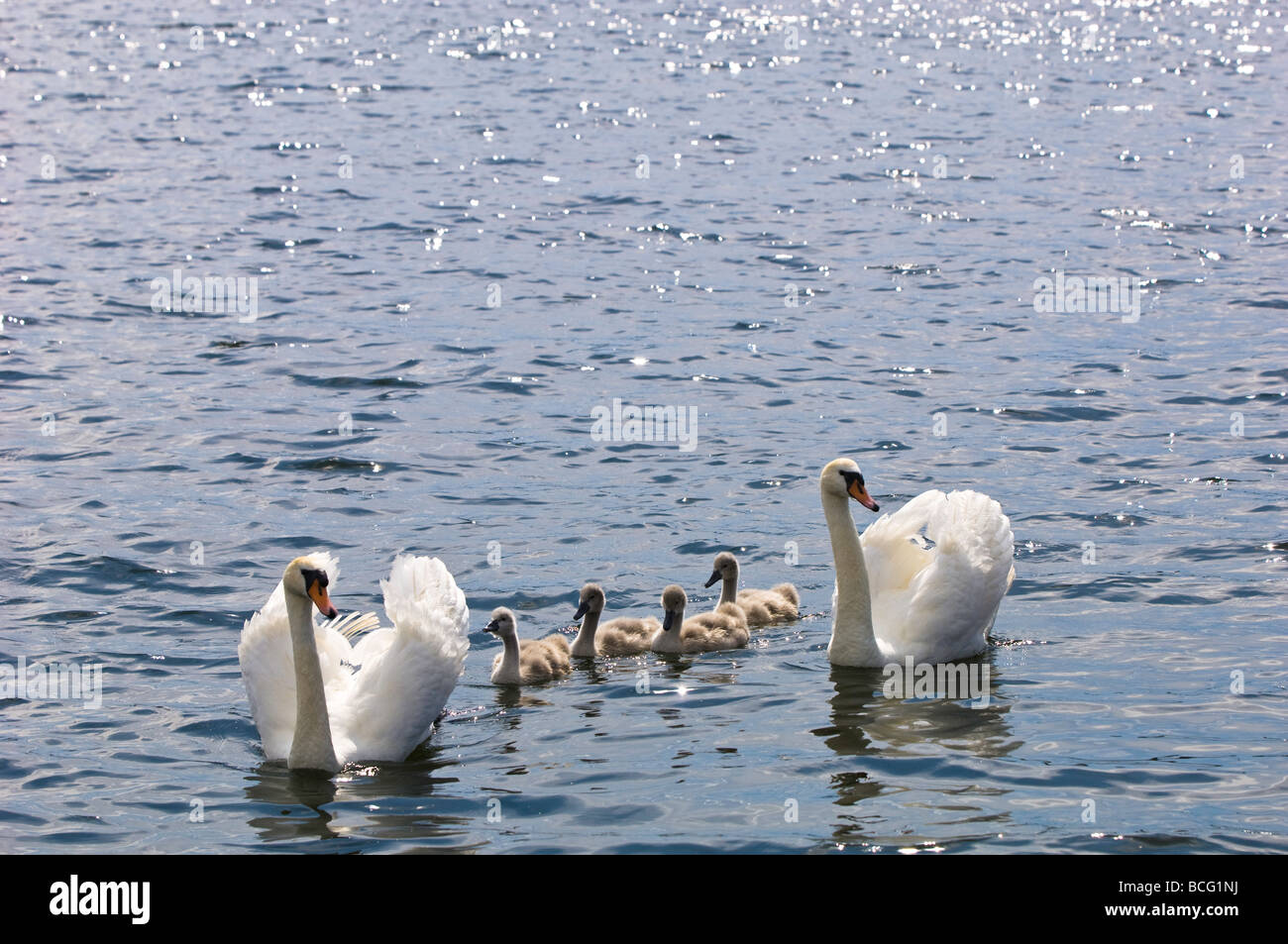 Famille de cygnes Grands Lacs Mazurian Gizycko Pologne Banque D'Images