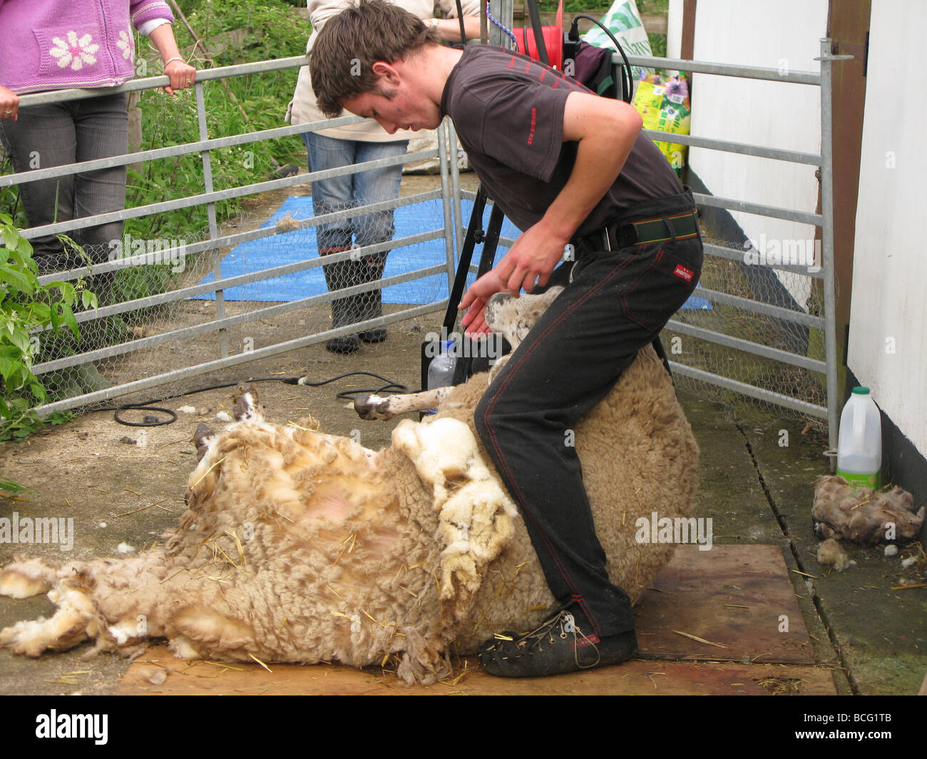 tonte des moutons Banque D'Images