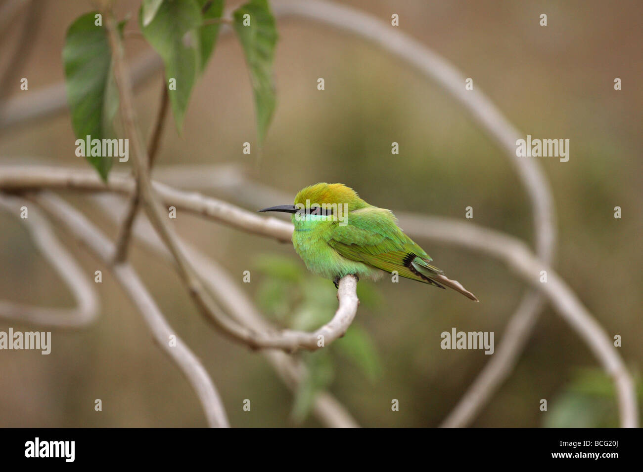 Green Bee Eater Merops orientalis perché sur un bâton tordu dans le profil Banque D'Images