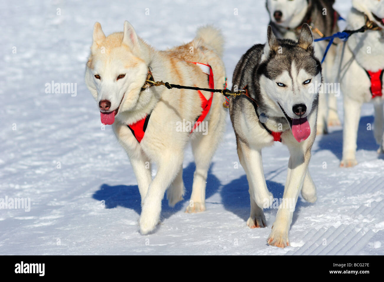 Détails d'une équipe de chiens de traîneau Malamute en pleine action en direction de l'appareil photo Banque D'Images
