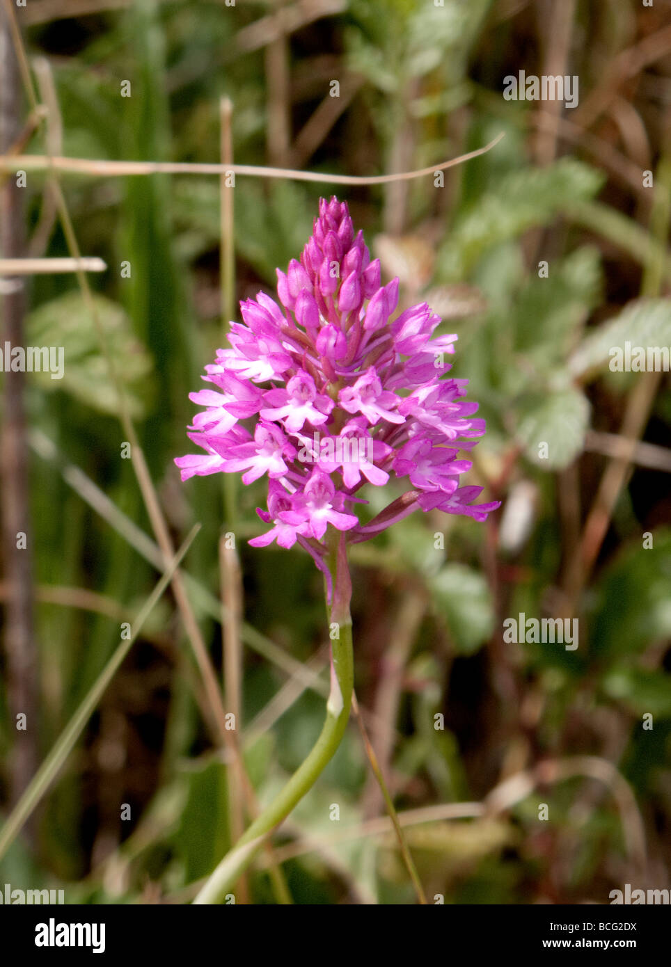 Libre d'orchidée pyramidale Anacamptis pyramidalis Banque D'Images