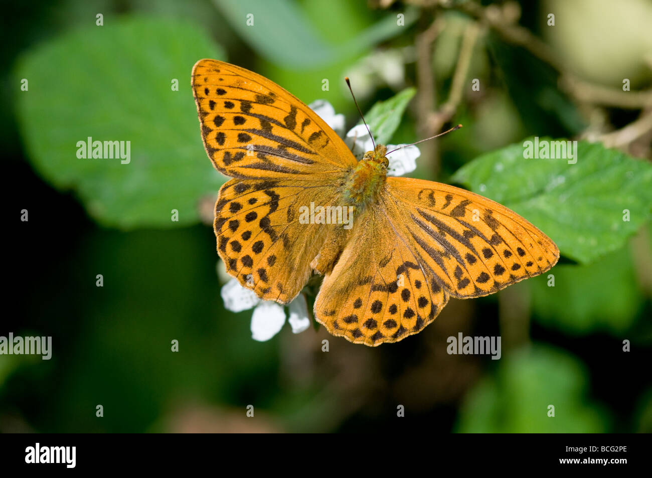 Silver mâle-lavé fritillary upperside Banque D'Images