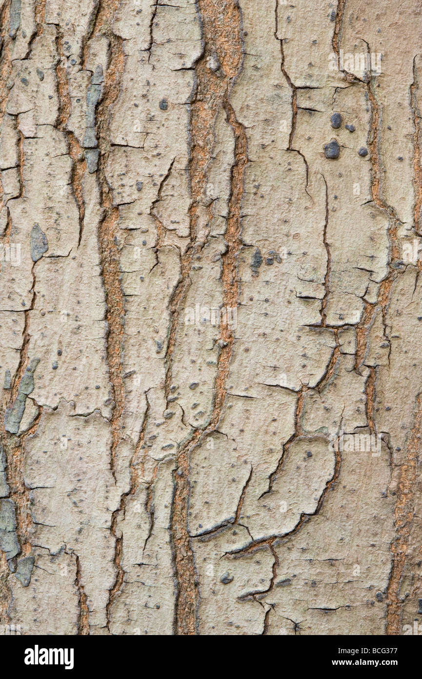 L'écorce de Swietenia macrophylla acajou close up Banque D'Images
