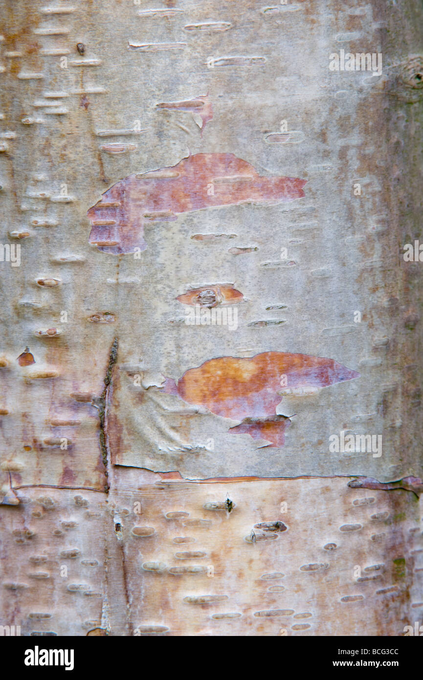 Bouleau (Betula albo-sinensis var. septentrionalis) close-up d'écorce native du sud-ouest de la Chine Banque D'Images